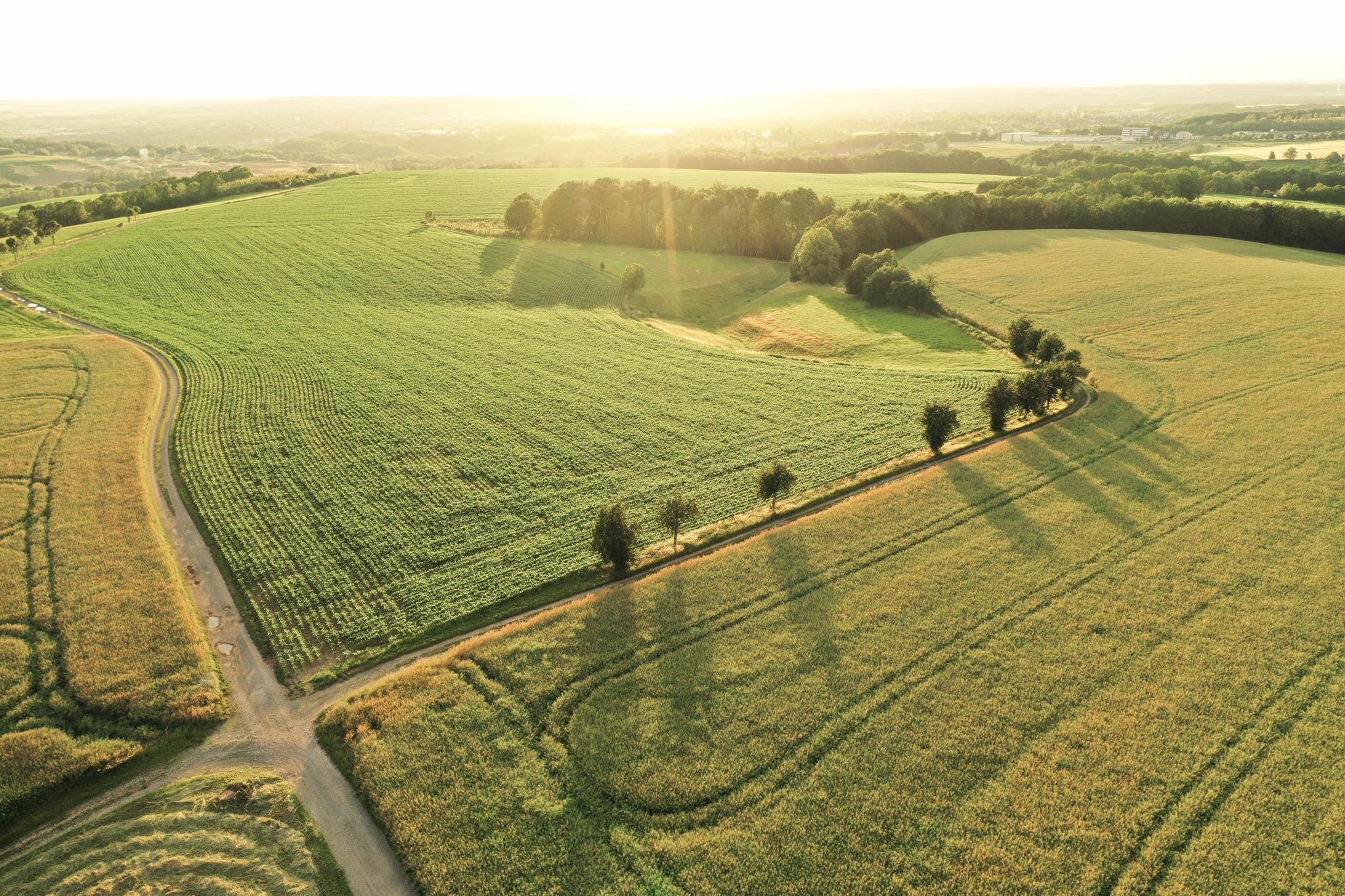 Sonnenuntergang hinter einem Feld - sonnenreichster Ort Deutschlands